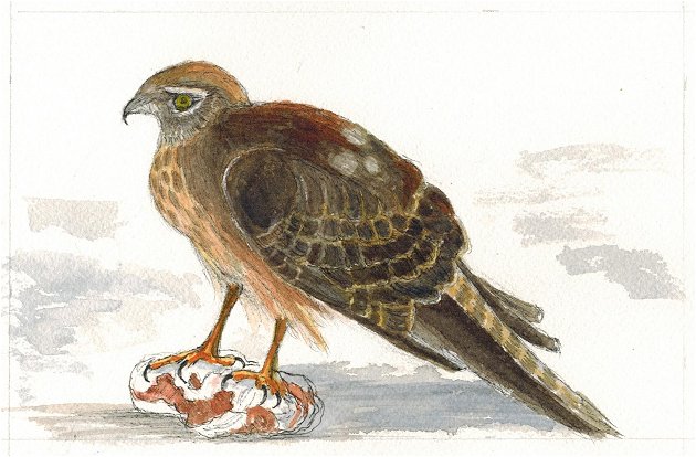harrier