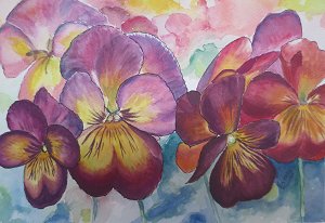 pansies