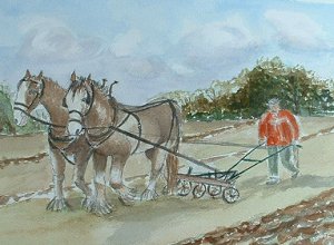 clydesdales