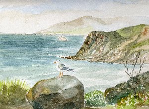 Seagull