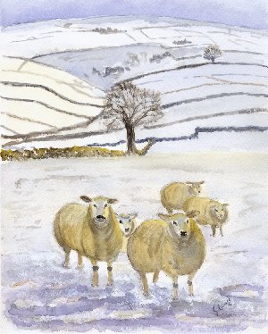 Sheep