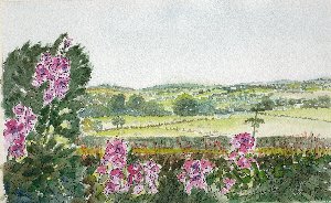 hollyhocks